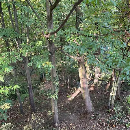 Albak Zone Brvnara *